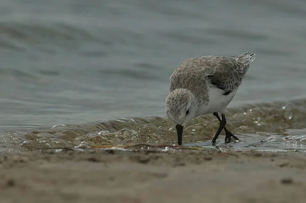 Tembakan Jarak Dekat Dari Burung Camar Pantai — Stok Foto