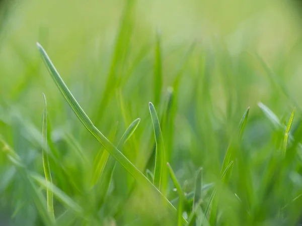 Grama Verde Com Gotas Orvalho Sol Manhã — Fotografia de Stock