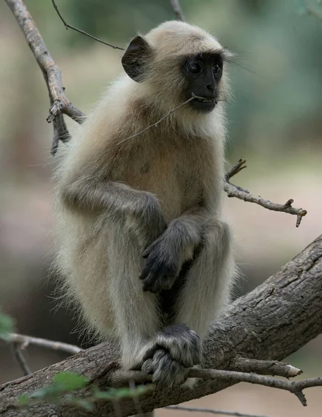 Closeup Shot Cute Monkey — Stock Photo, Image