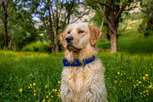 Hund Parken — Stockfoto