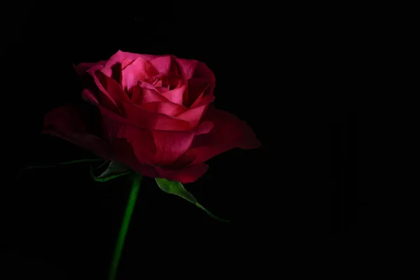 Gyönyörű Vörös Rózsa Fekete Háttér — Stock Fotó
