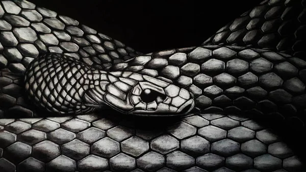 Piel Serpiente Reptil Cerca — Foto de Stock