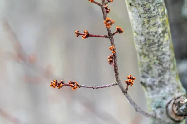Fleur Cerisier Sur Une Branche — Photo
