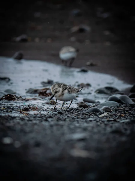 Klein Vogeltje Het Strand Natuur Achtergrond — Stockfoto