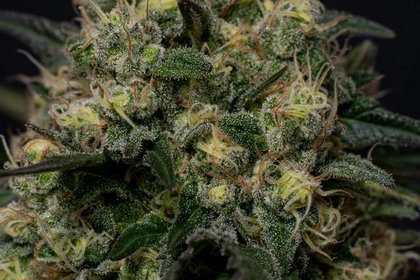 Marihuana Medicinal Cogollos Cannabis —  Fotos de Stock