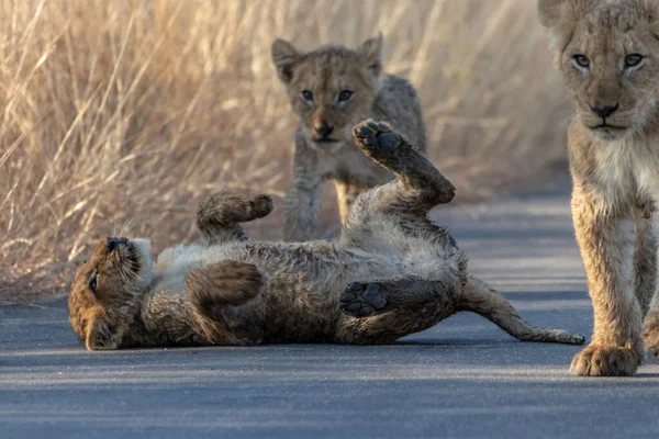 Group Lions Savannah Africa — Stock Photo, Image