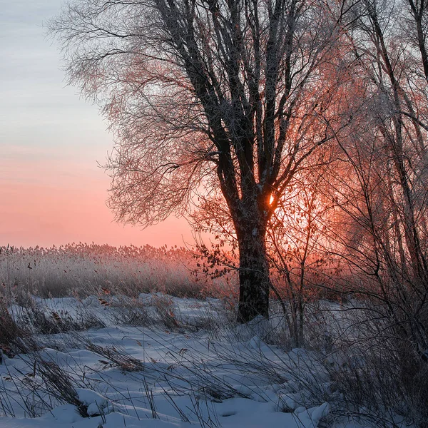 Winter Landscape Snow Covered Trees — Stock Photo, Image