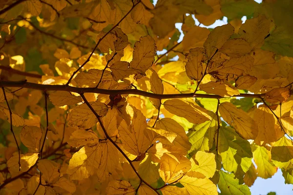 秋叶在森林中的自然背景 — 图库照片