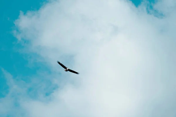 Орёл Летит Небе — стоковое фото