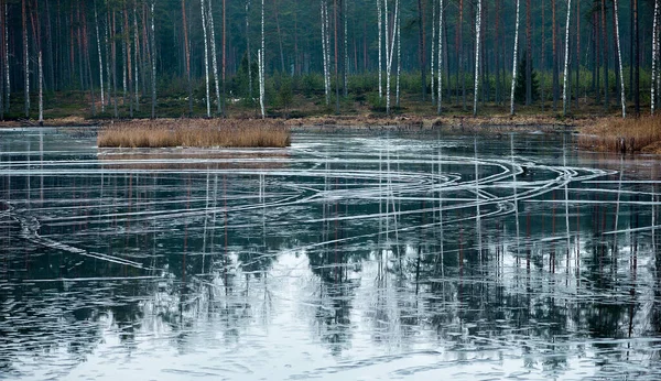 Belle Vue Sur Lac Dans Forêt — Photo