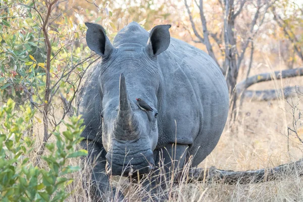 Rhinocéros Afro Américain Dans Savane Kenya — Photo