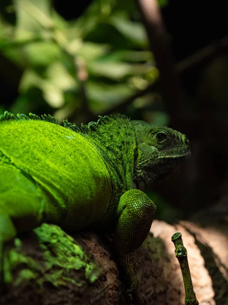 Iguane Vert Sur Une Branche Sur Fond Nature — Photo