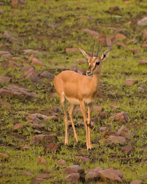 Antílope Savana Kenya — Fotografia de Stock