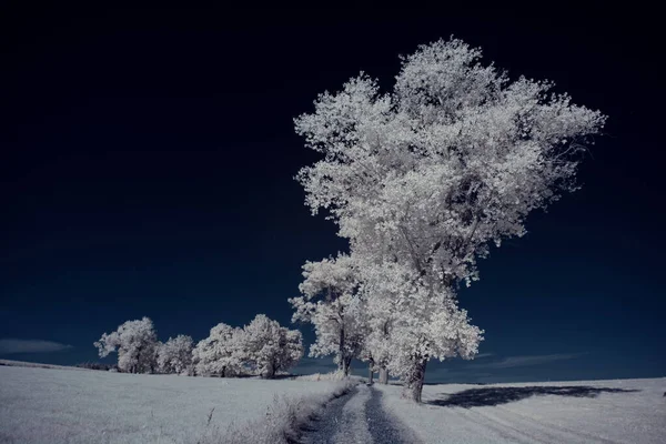 Paysage Hivernal Avec Arbres Enneigés — Photo