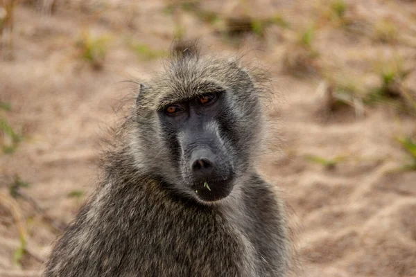 Tiro Close Meerkat Bonito — Fotografia de Stock