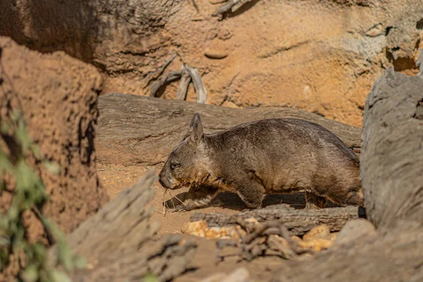 Nahaufnahme Eines Niedlichen Braunen Hundes — Stockfoto