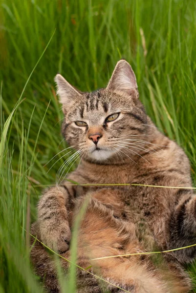 Kočka Trávě — Stock fotografie
