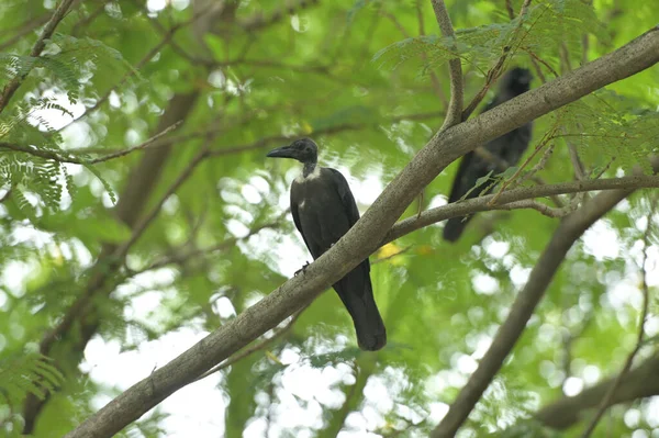 Oiseau Noir Blanc Dans Forêt — Photo