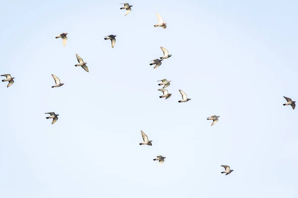 Σμήνος Γλάρων Που Πετούν Στον Ουρανό — Φωτογραφία Αρχείου