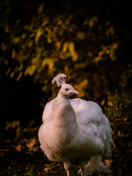 Närbild Vacker Vit Påfågel — Stockfoto