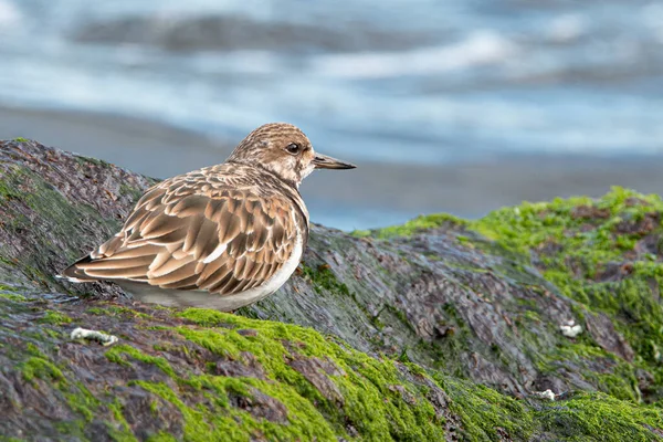 Closeup Shot Beautiful Bird Sea — Stock Photo, Image