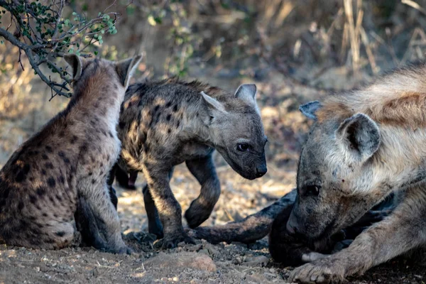 Closeup Shot Hyena — Stock Photo, Image