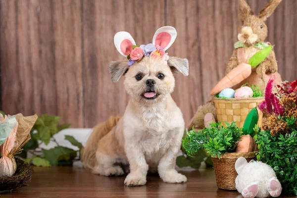 Conejito Pascua Con Orejas Conejo Cesta Flores — Foto de Stock