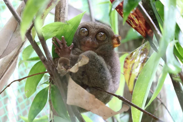 Een Klein Aapje Jungle — Stockfoto