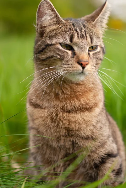 아름다운 고양이 — 스톡 사진