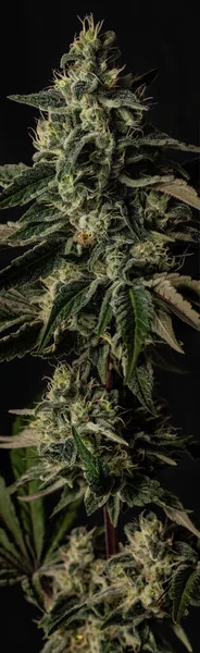 Marijuana Växt Cannabisblad Närbild — Stockfoto