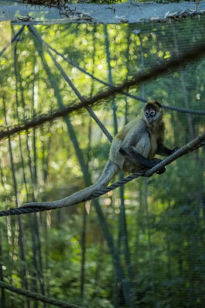 Vertical Shot Cute Monkey Sitting Tree — Stock Photo, Image