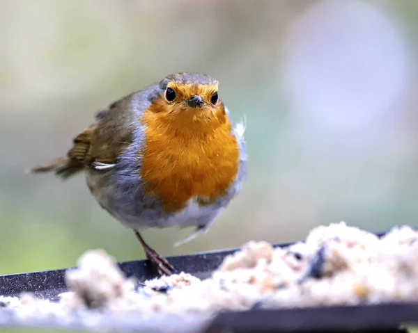 Pájaro Está Sentado Una Rama Árbol — Foto de Stock