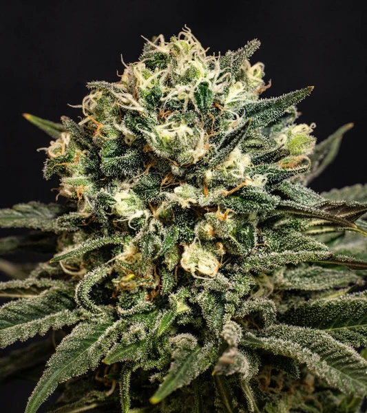 Närbild Medicinsk Marijuana — Stockfoto