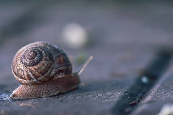 Schnecke Kriecht Auf Dem Boden — Stockfoto