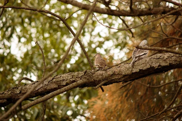Πουλιά Κάθονται Ένα Κλαδί Δέντρου — Φωτογραφία Αρχείου