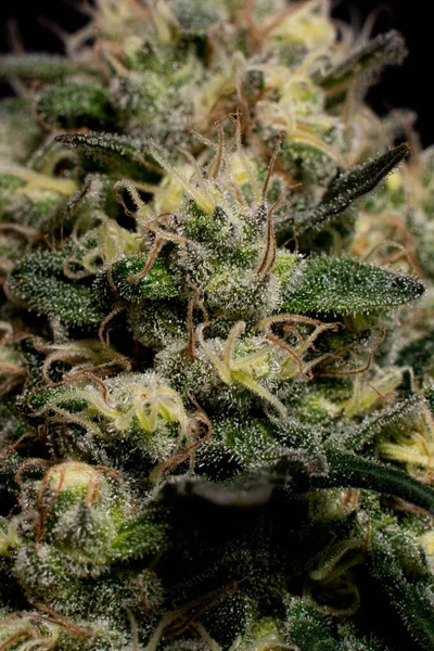 Medicinsk Marijuana Och Cannabis Knoppar — Stockfoto