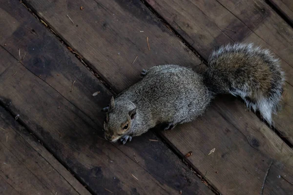 Esquilo Cinza Senta Uma Cerca Madeira — Fotografia de Stock