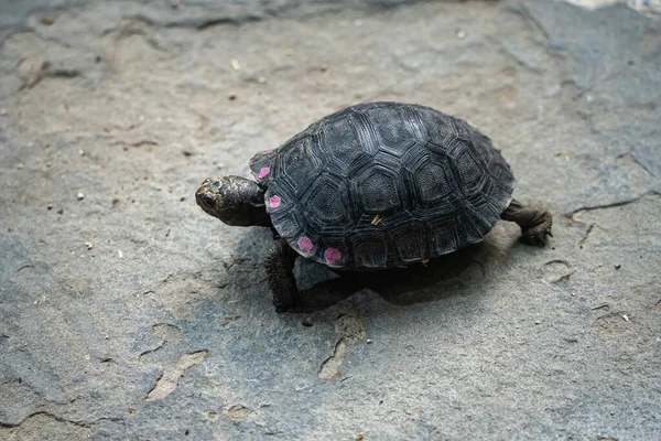 Stor Skildpadde Vandet - Stock-foto