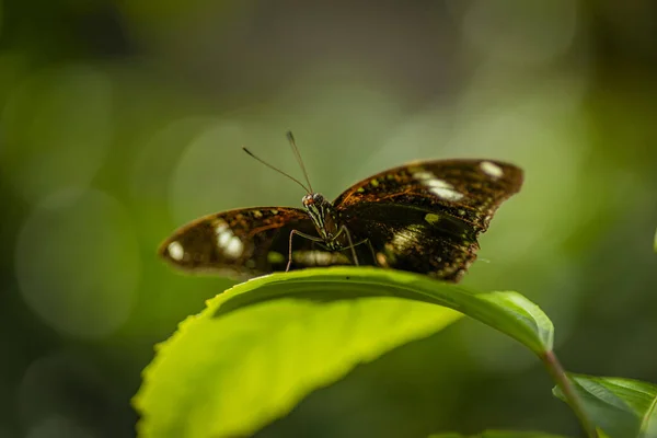 Gros Plan Papillon Sur Fond Gros Plan — Photo