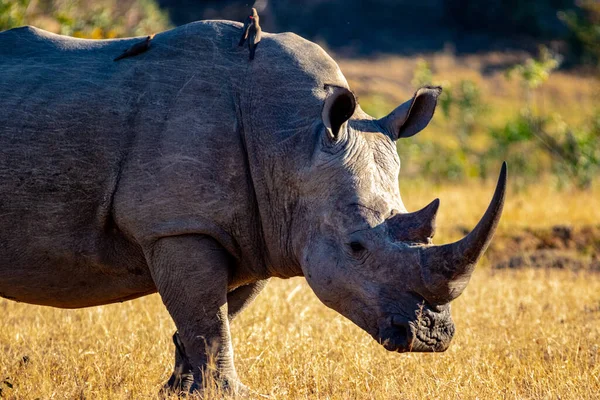 Buffle Africain Rhinocéros Faune Afrique Nature Faune — Photo