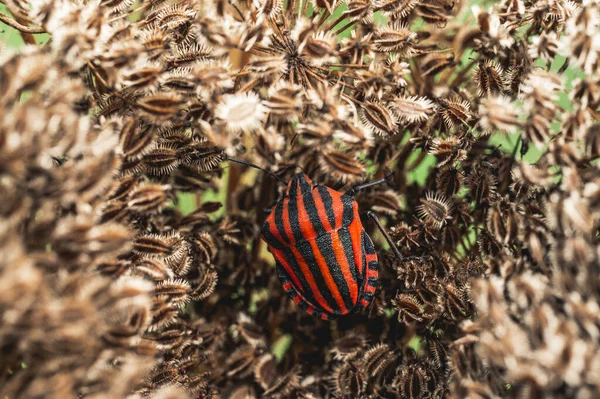 야생의 곤충을 가까이 — 스톡 사진