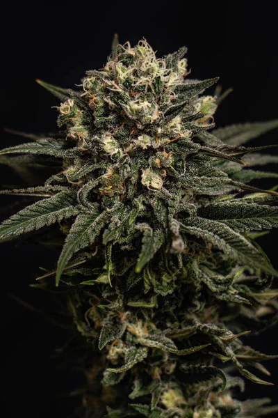 Marijuana Och Cannabisknoppar — Stockfoto