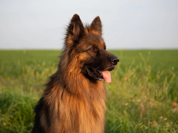 美丽的德国牧羊犬的肖像 — 图库照片