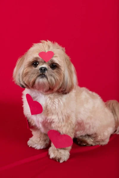 Niedlicher Hund Isoliert Auf Rotem Hintergrund — Stockfoto