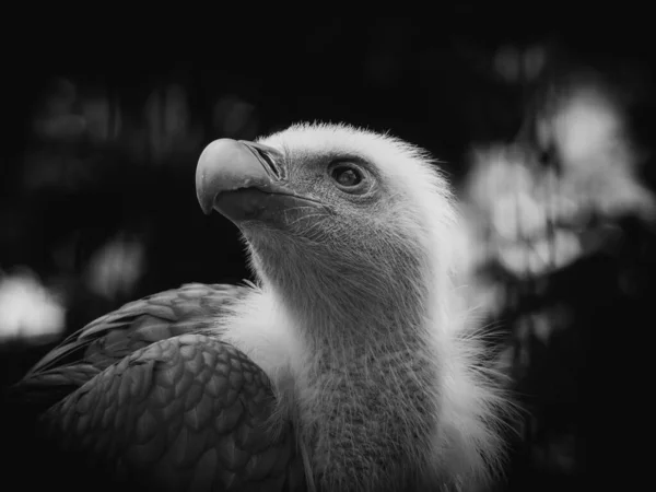 Black White Portrait Beautiful Bird — Stock Photo, Image