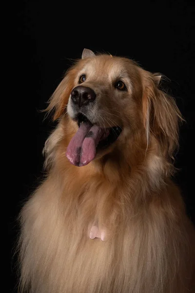 Portret Pięknego Psa Tle Zbliżenie — Zdjęcie stockowe
