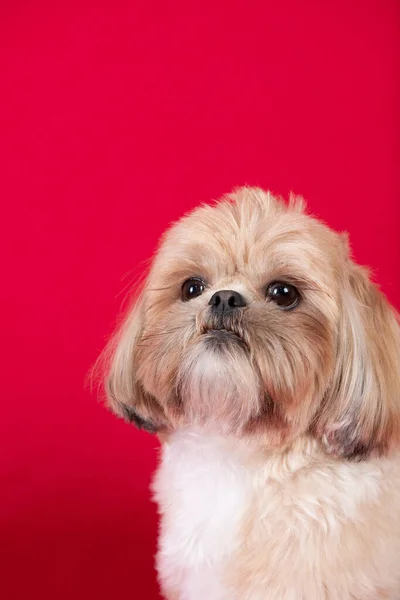 Милий Собака Ізольований Червоному Тлі — стокове фото