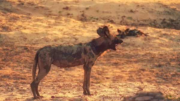 Eine Schöne Aufnahme Einer Hyäne Der Wüste — Stockfoto