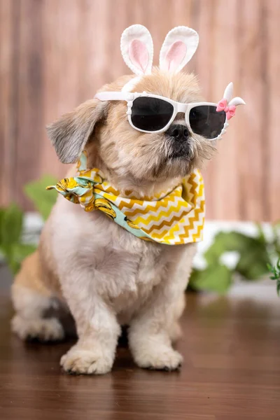 Cão Bonito Com Coelho Jardim — Fotografia de Stock