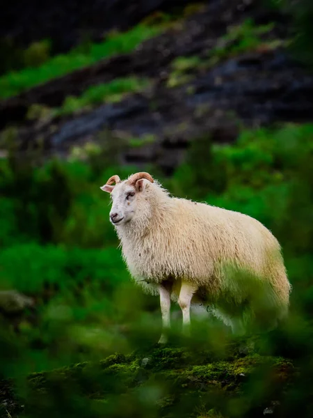 Weiße Schafe Auf Der Weide — Stockfoto